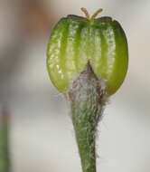 Image of Centella virgata (L. fil.) Drude