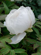 Image of moutan peony