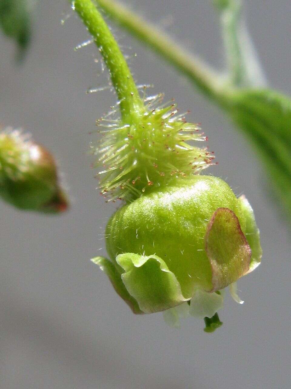 Image of eastern prickly gooseberry