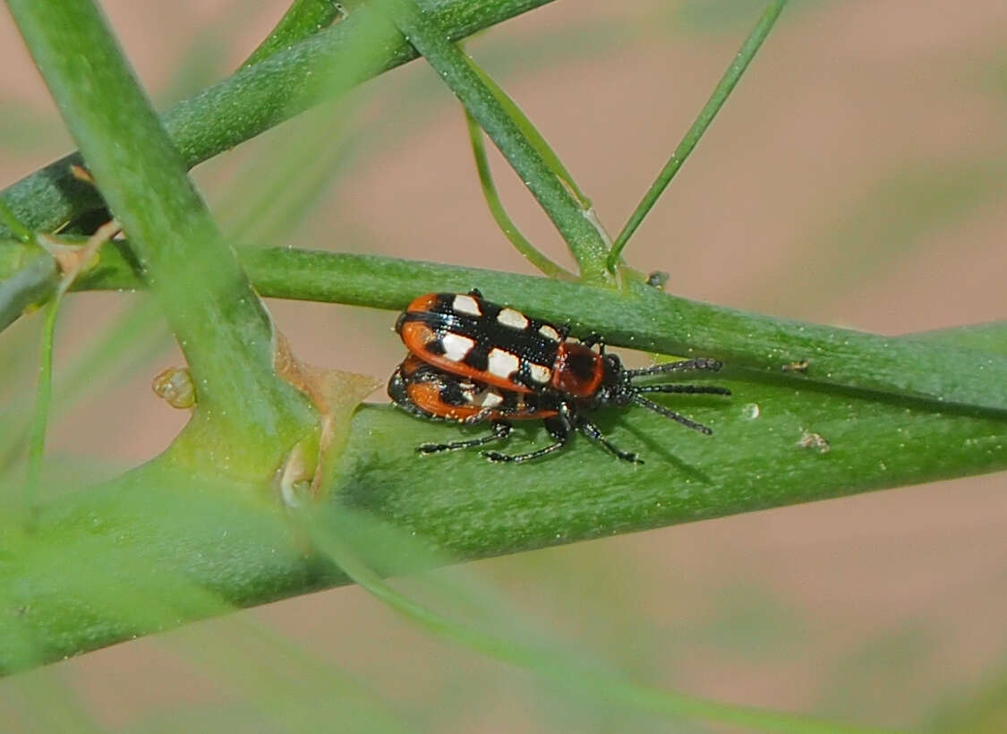 Image of Common asparagus beetle