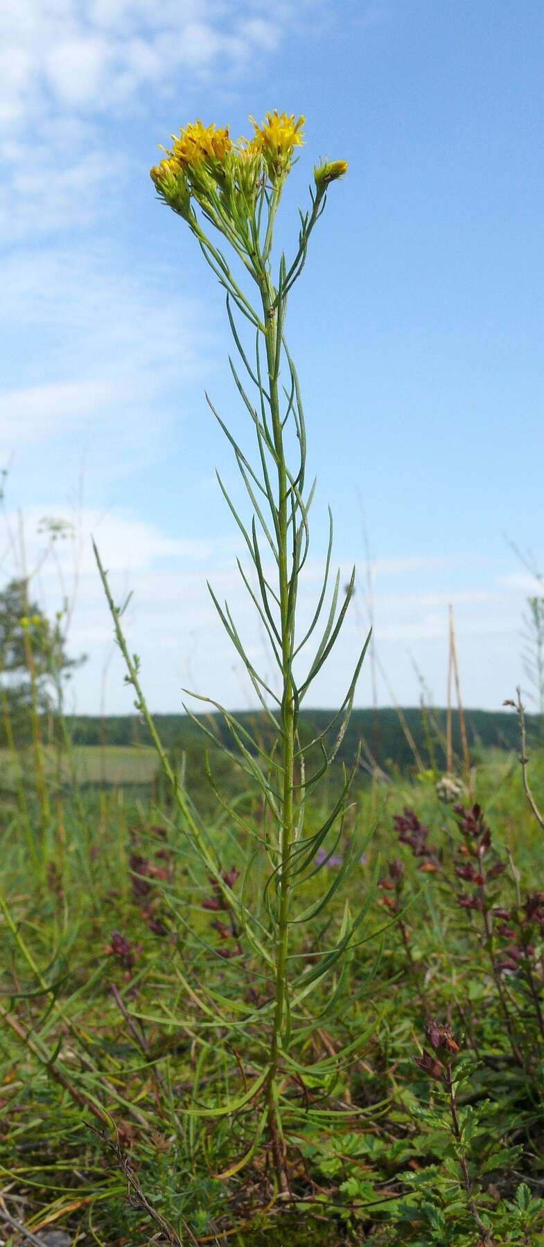 صورة Galatella linosyris (L.) Rchb. fil.