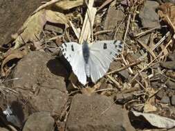 Слика од Pontia beckerii (Edwards 1871)