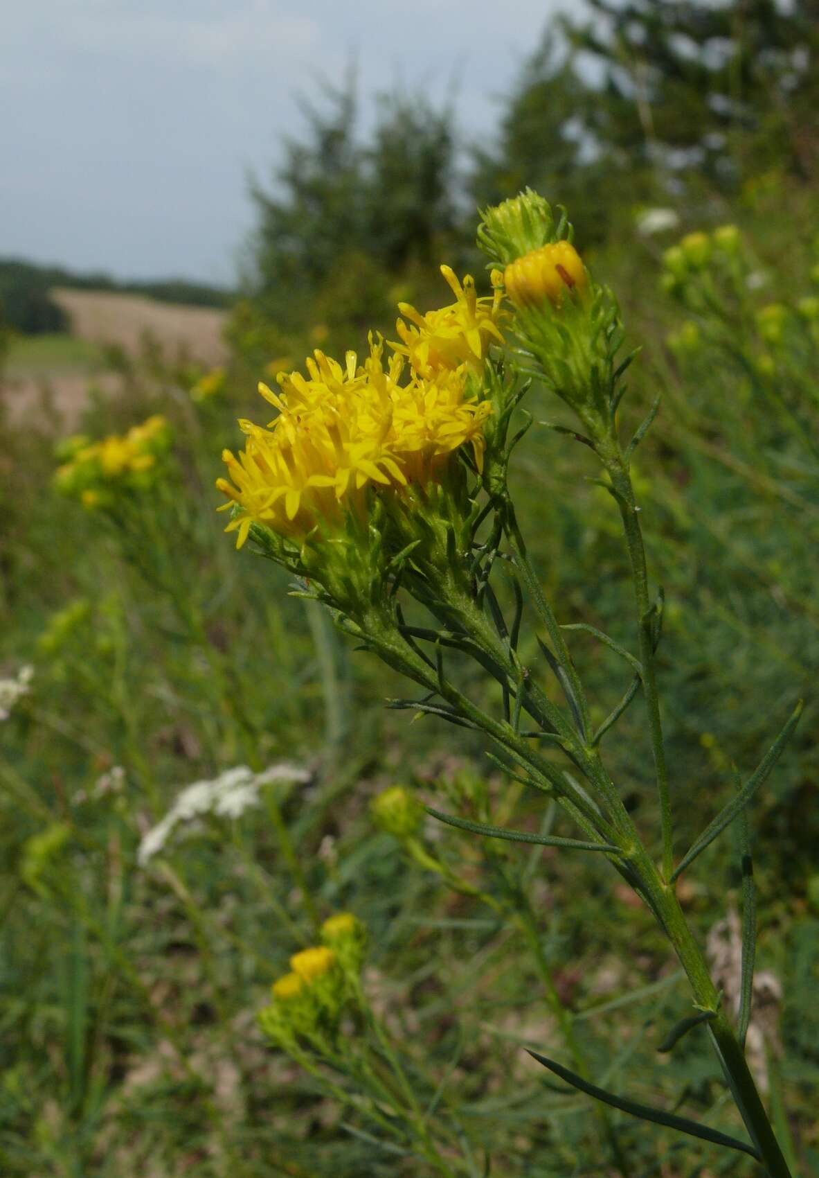 صورة Galatella linosyris (L.) Rchb. fil.