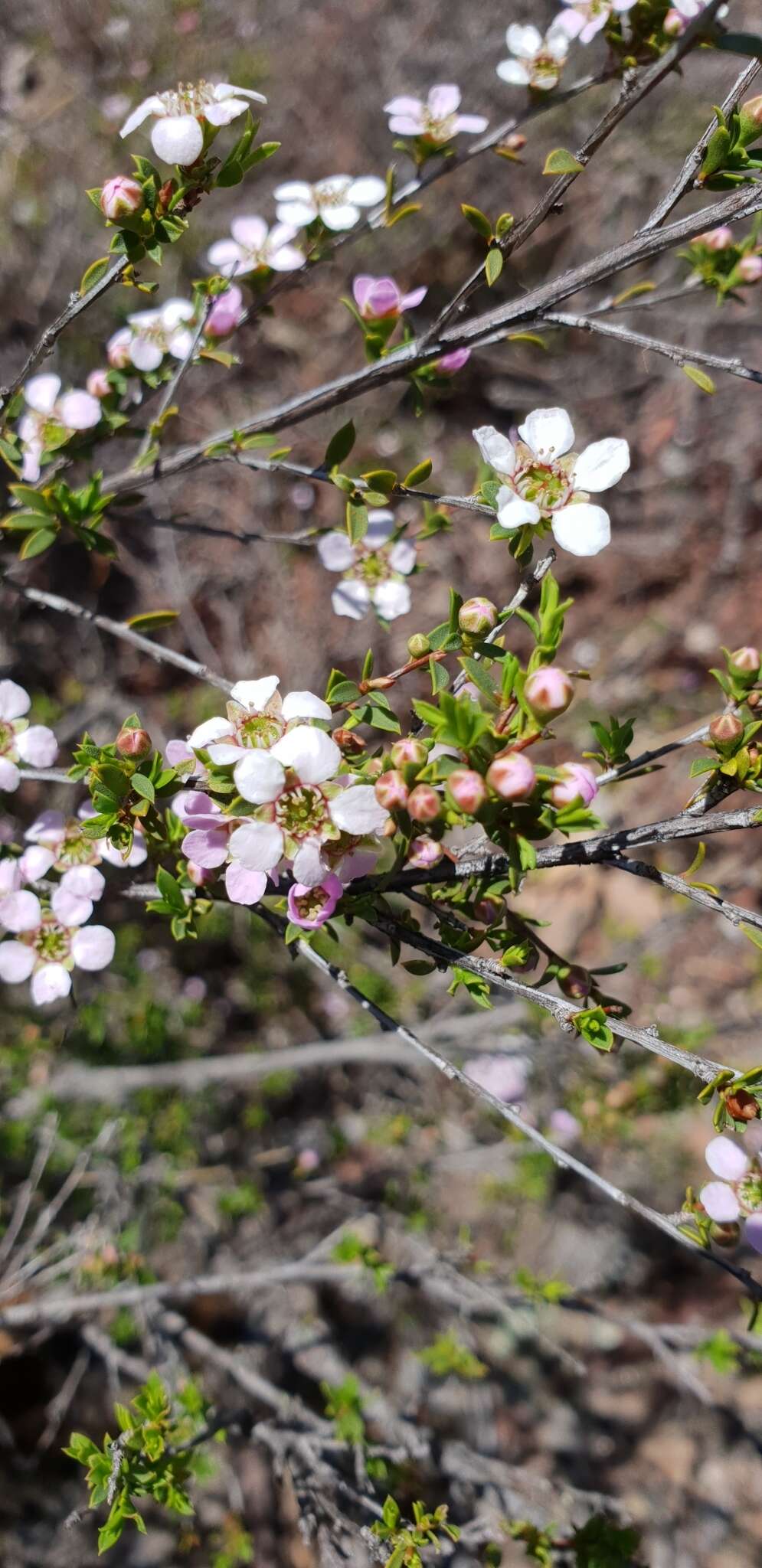 Sivun Leptospermum multicaule A. Cunn. kuva