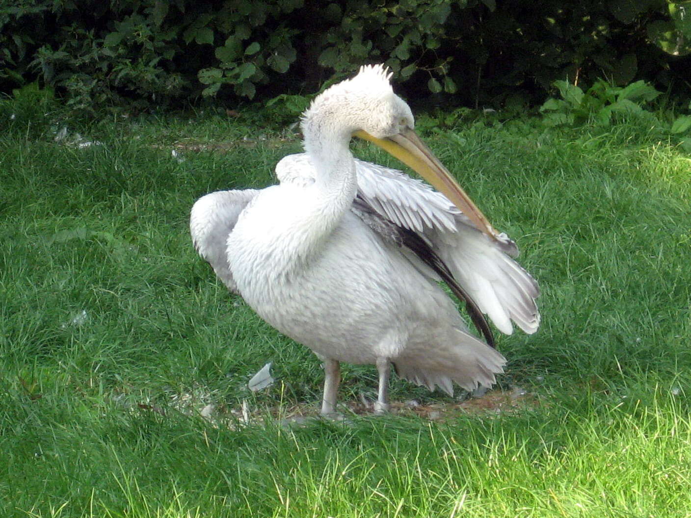 Image of Dalmatian Pelican