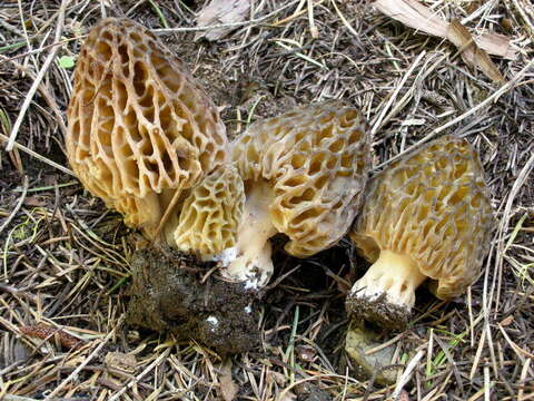 Image of Morchella snyderi M. Kuo & Methven 2012