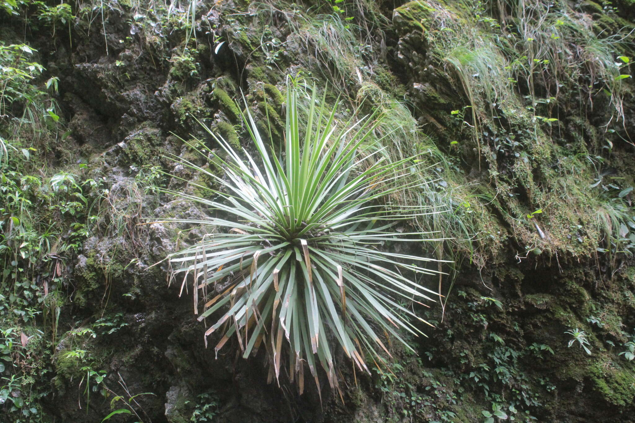 Image of Agave gracielae Galvan & Zamudio