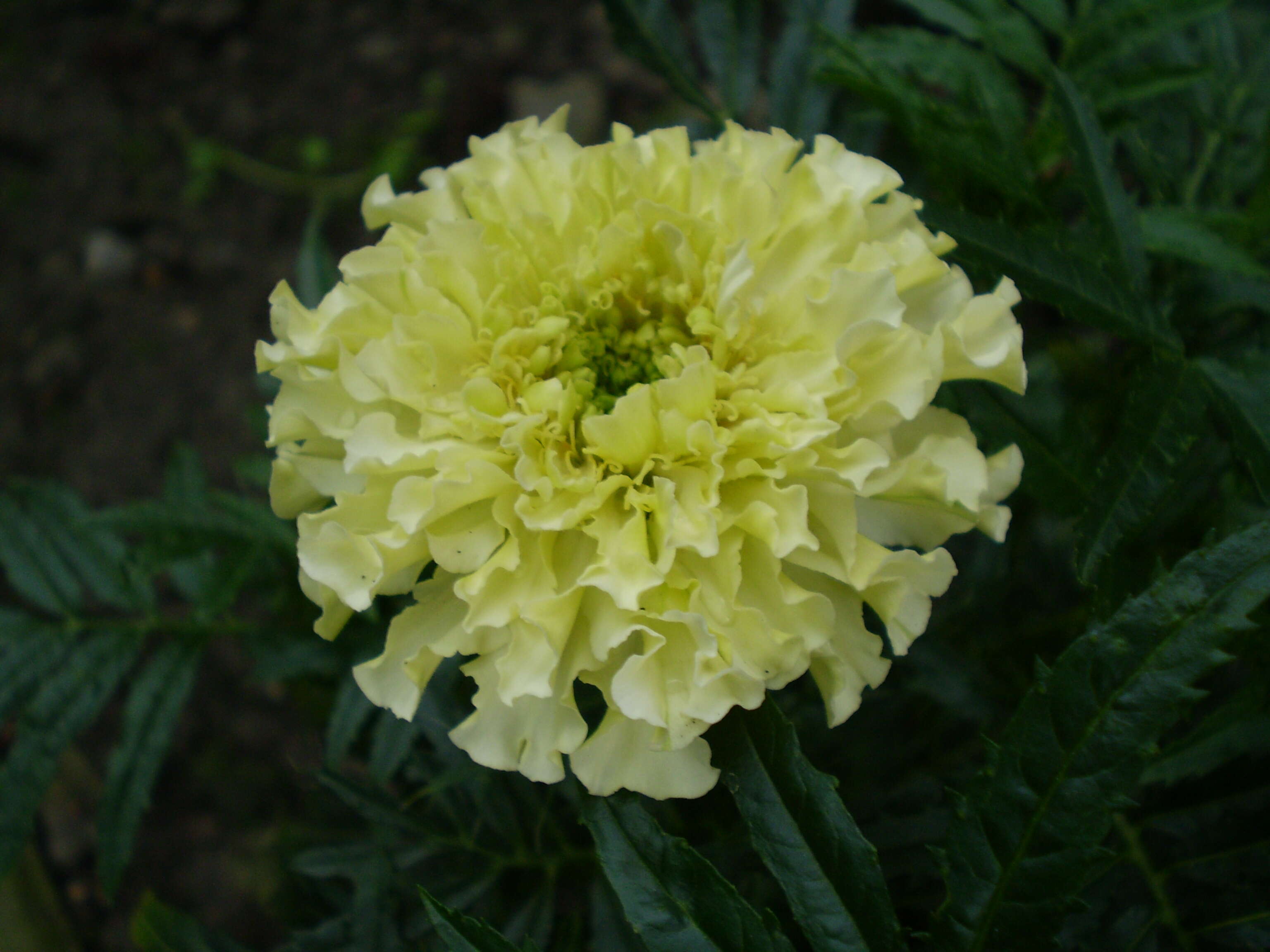 صورة Tagetes erecta