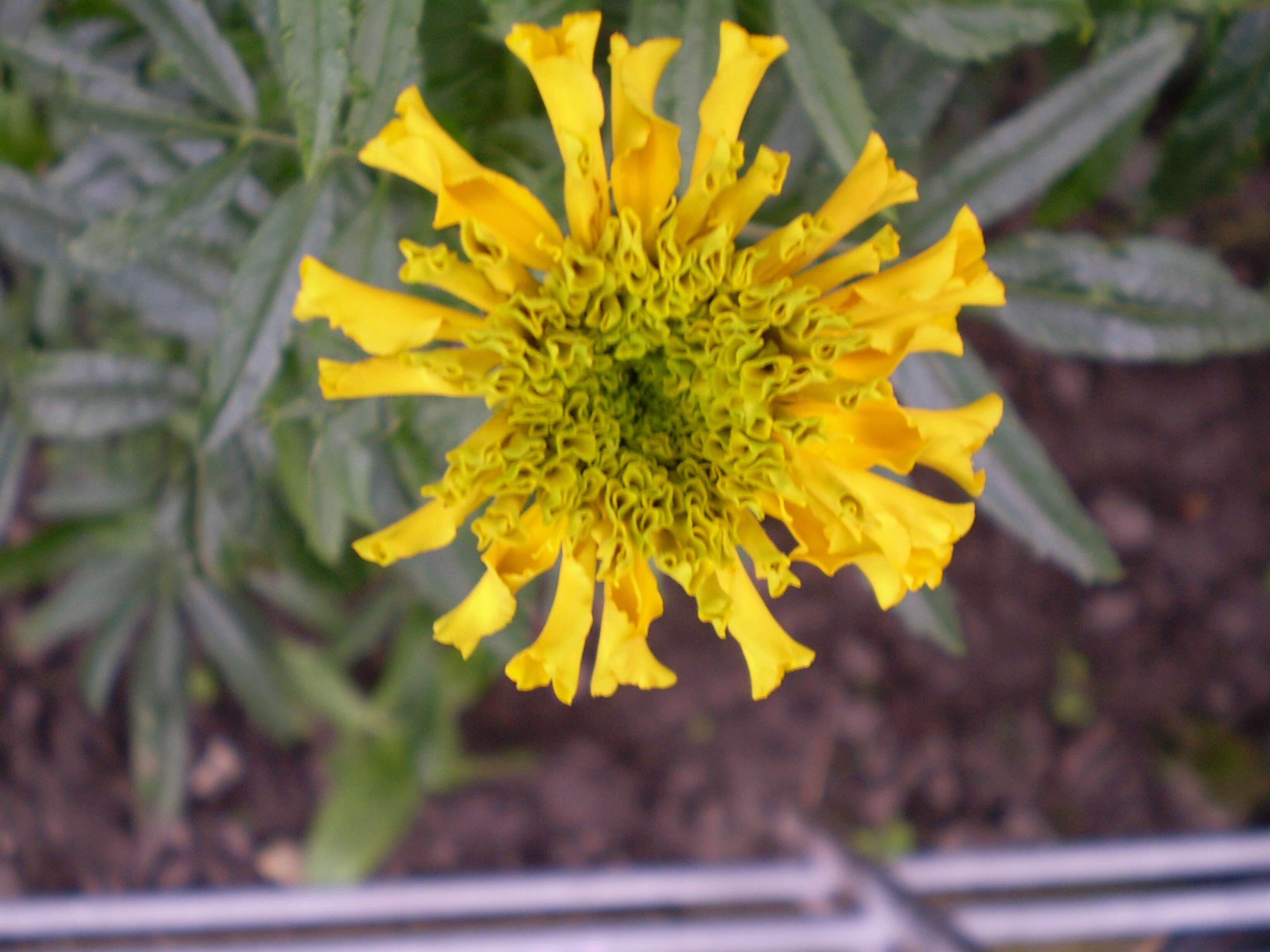 صورة Tagetes erecta