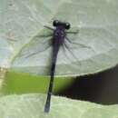 Image of Great Cascade Damsel