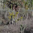 Euphorbia caerulescens Haw. resmi