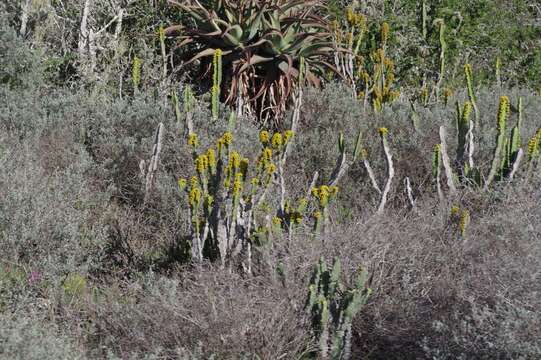 Image of Euphorbia caerulescens Haw.