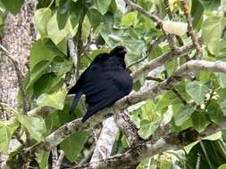 Image of Slender-billed Crow