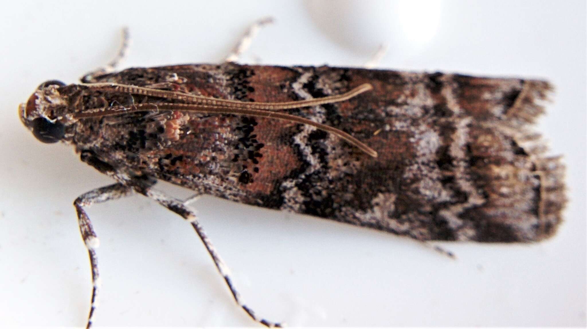 Image of Zimmerman Pine Moth