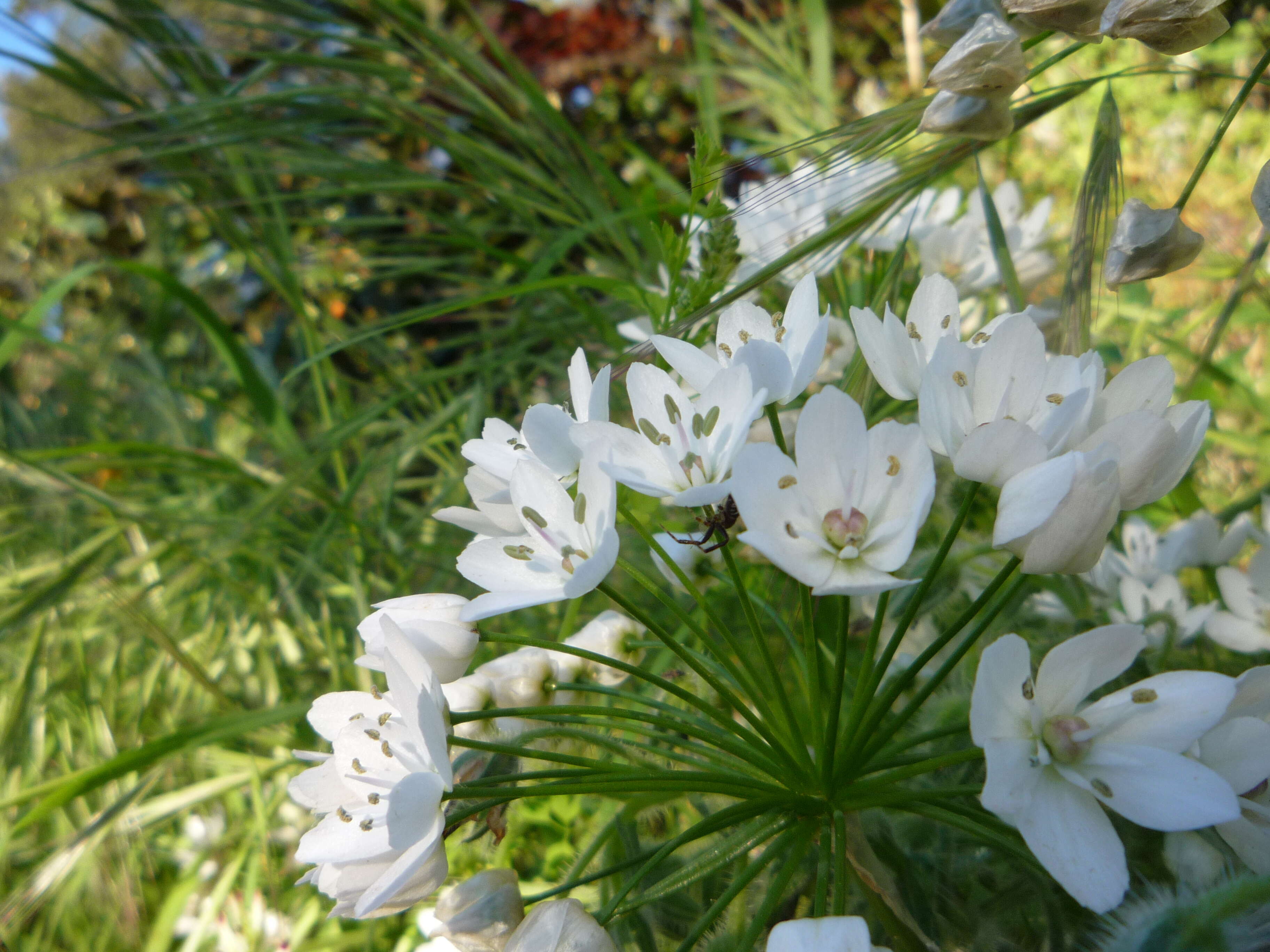 Image of white garlic