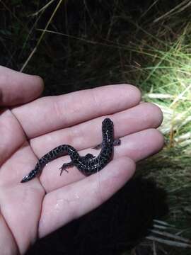 Image de Ambystoma bishopi Goin 1950