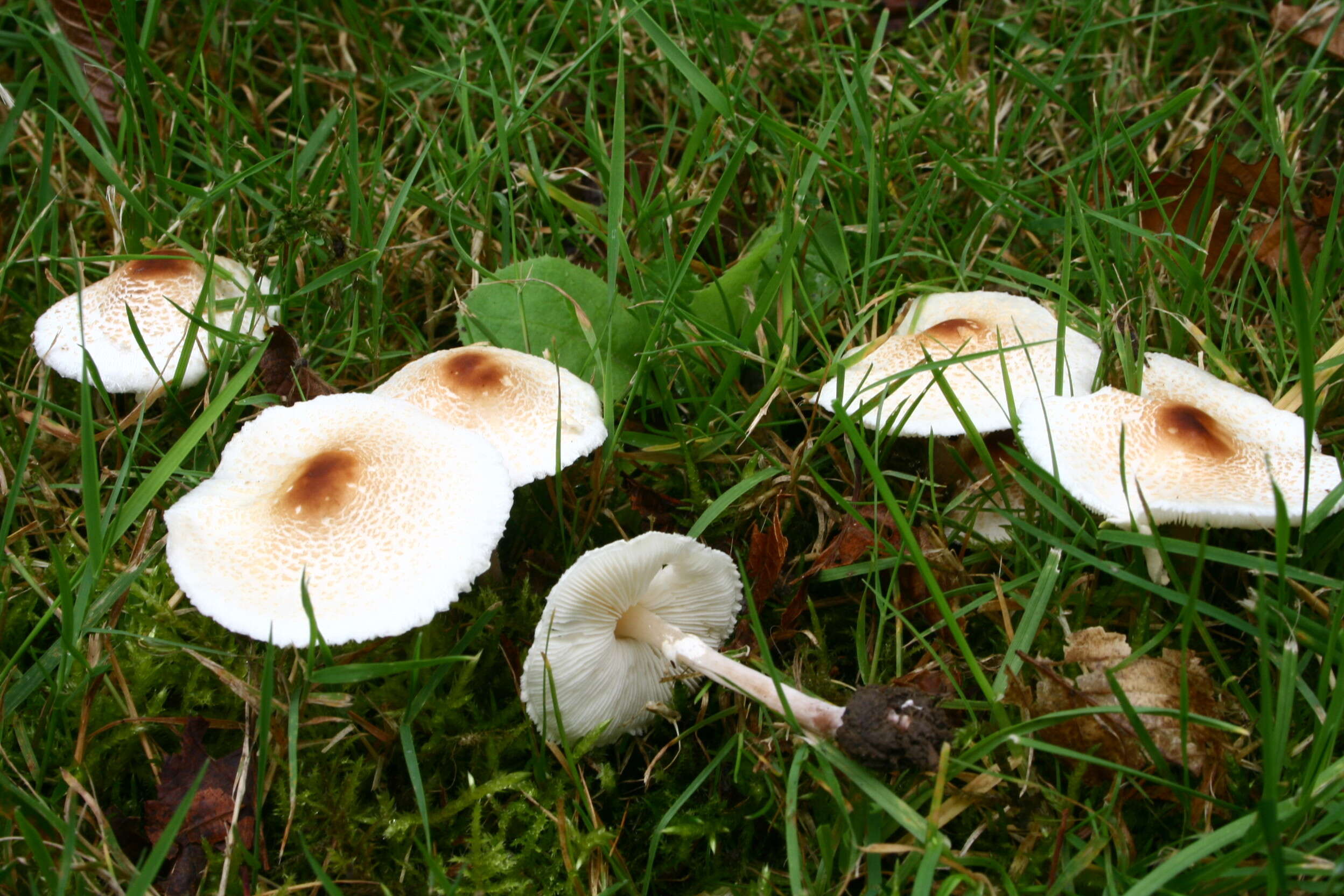 Слика од Lepiota cristata (Bolton) P. Kumm. 1871