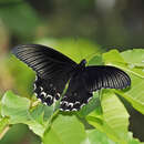 Image of Papilio forbesi Grose-Smith 1883
