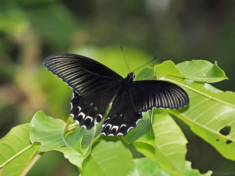 Image of Papilio forbesi Grose-Smith 1883