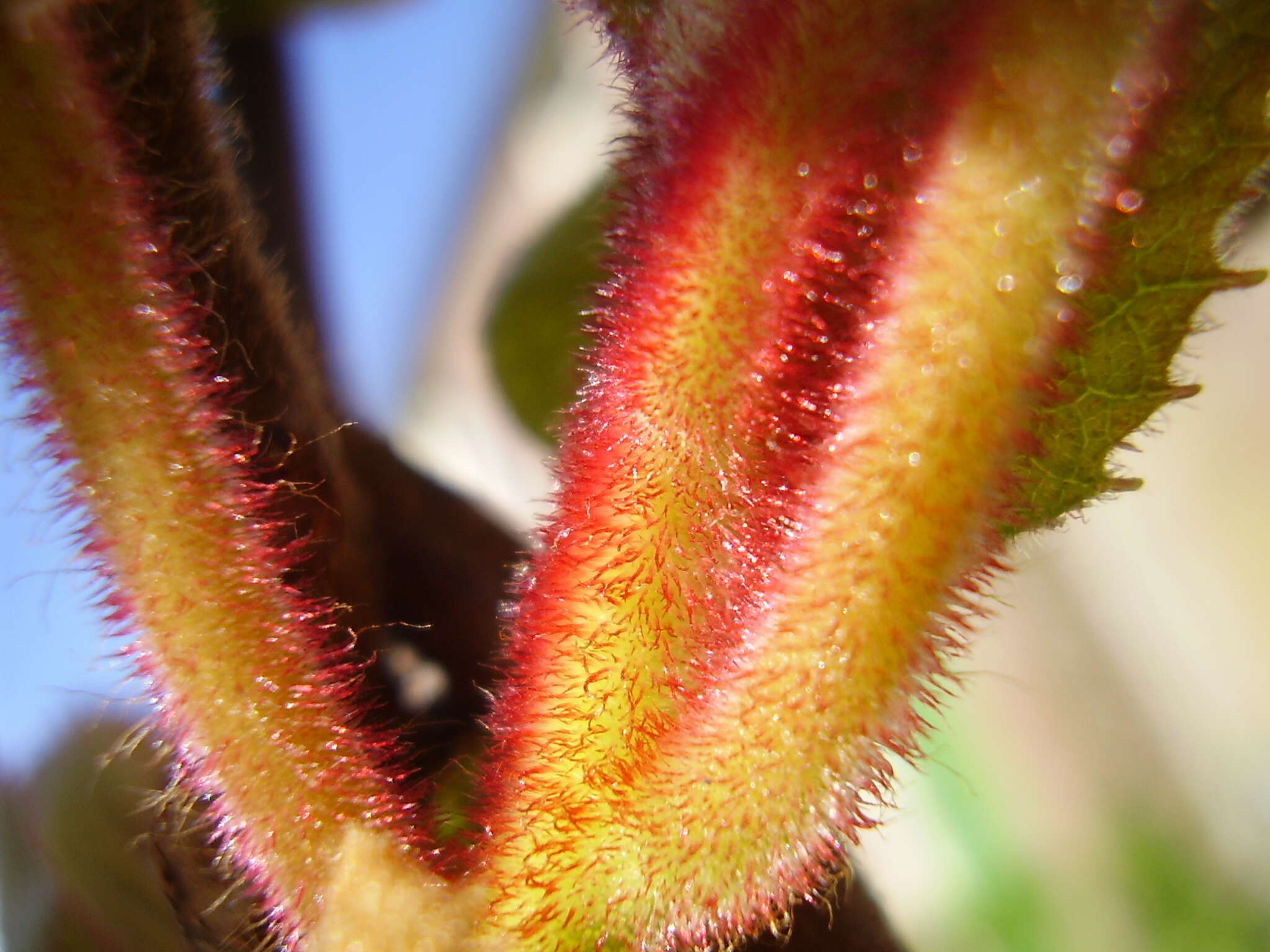 Image de Actinidia chinensis var. hispida C. F. Liang