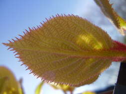 Image de Actinidia chinensis var. hispida C. F. Liang