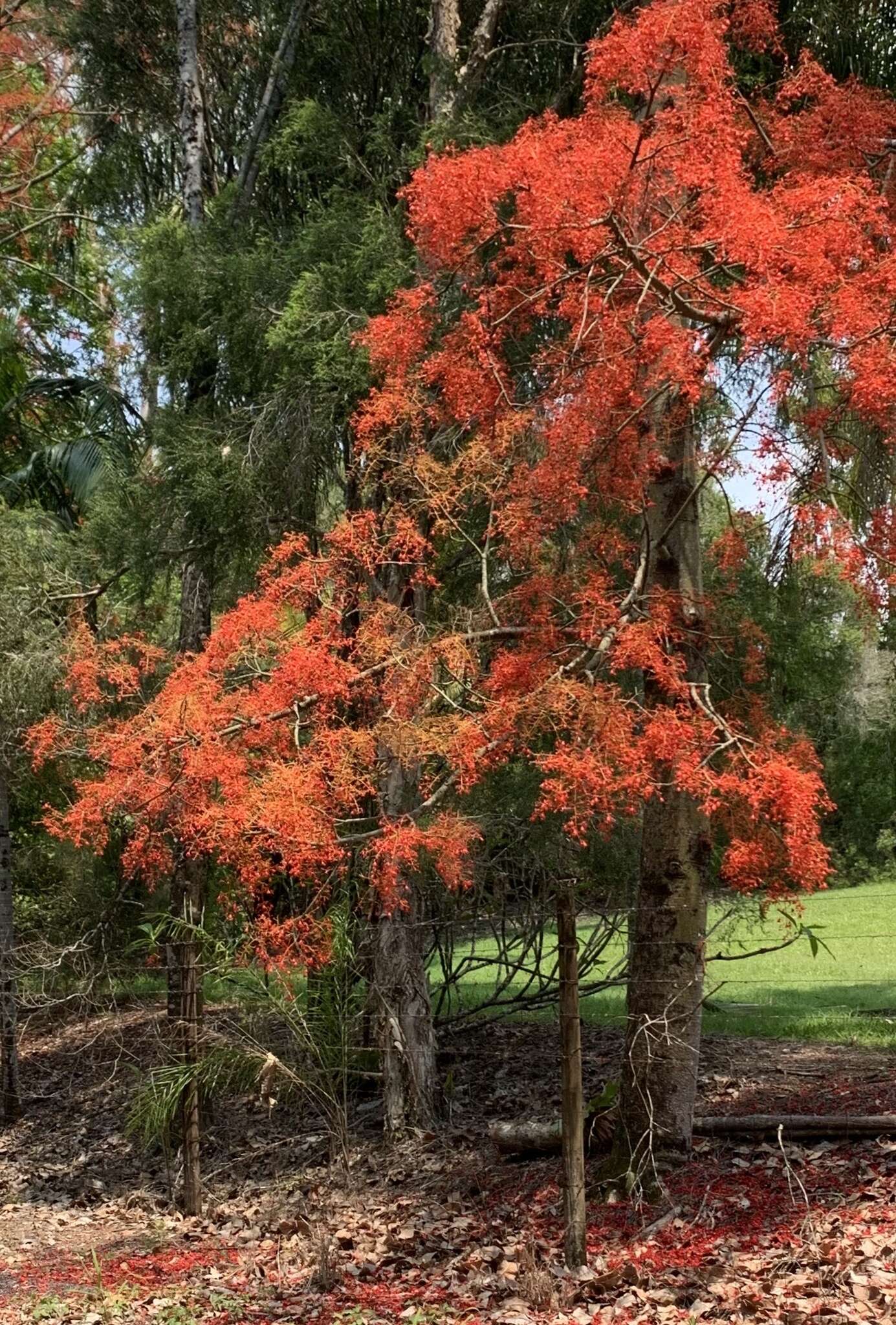 Image of flame bottletree