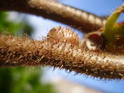 Image de Actinidia chinensis var. hispida C. F. Liang