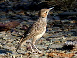 Image of Chersomanes albofasciata garrula (Smith & A 1846)