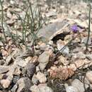 Sivun Tradescantia wrightii Rose & Bush kuva