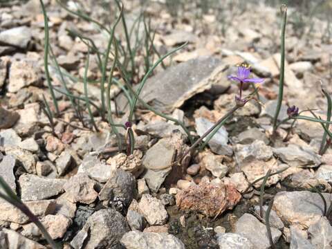 Image de Tradescantia wrightii Rose & Bush