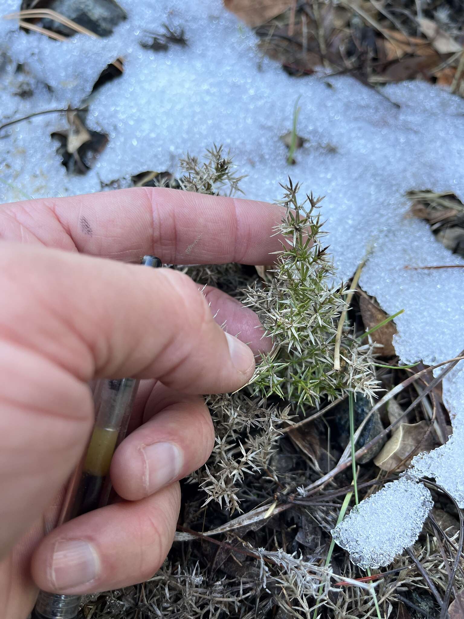 Plancia ëd Galium andrewsii subsp. gatense (Dempster) Dempster & Stebbins