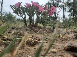 Image de Adenium obesum subsp. swazicum (Stapf) G. D. Rowley