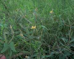 Image of Organ Mountain blazingstar