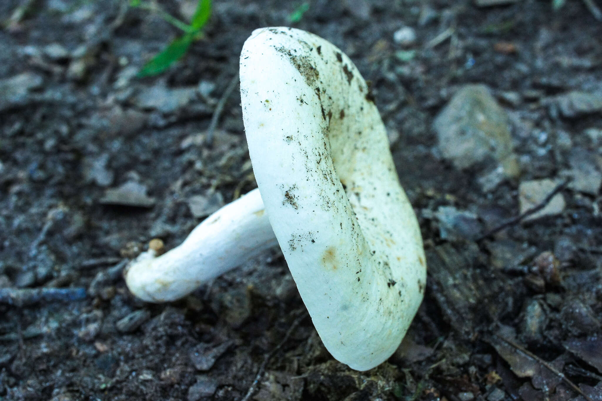 Imagem de Lactarius piperatus (L.) Pers. 1797