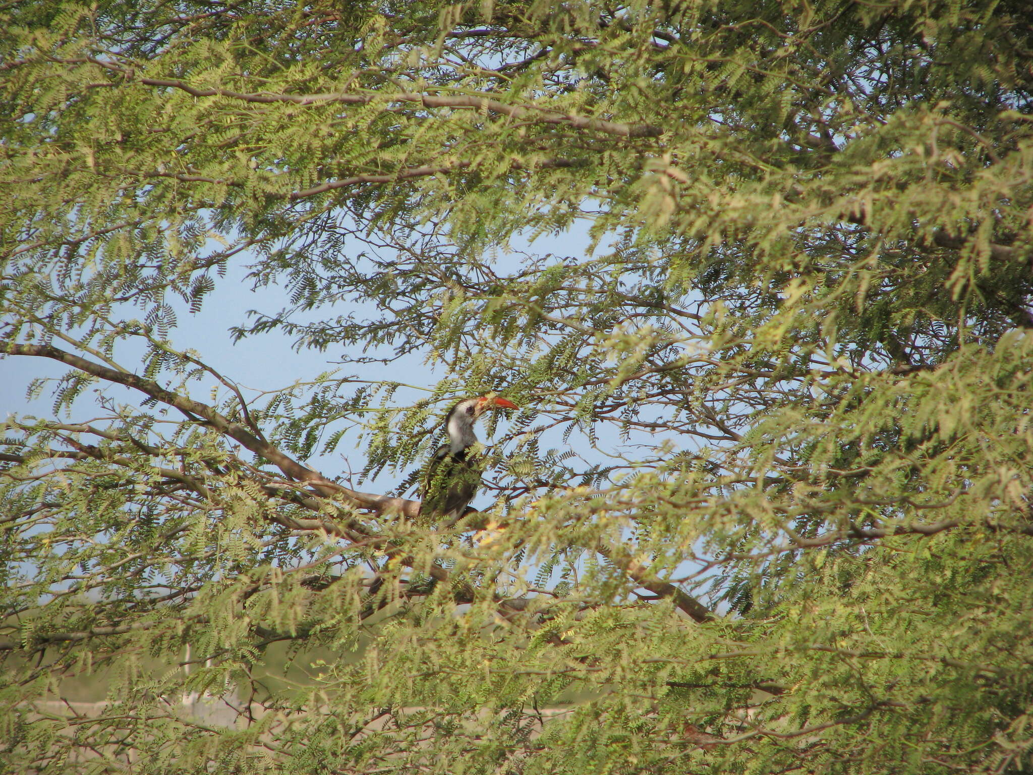 Image of Western Red-billed Hornbill