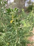 Image of Medicago arborea subsp. arborea