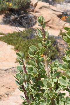 Image of Othonna cerarioides