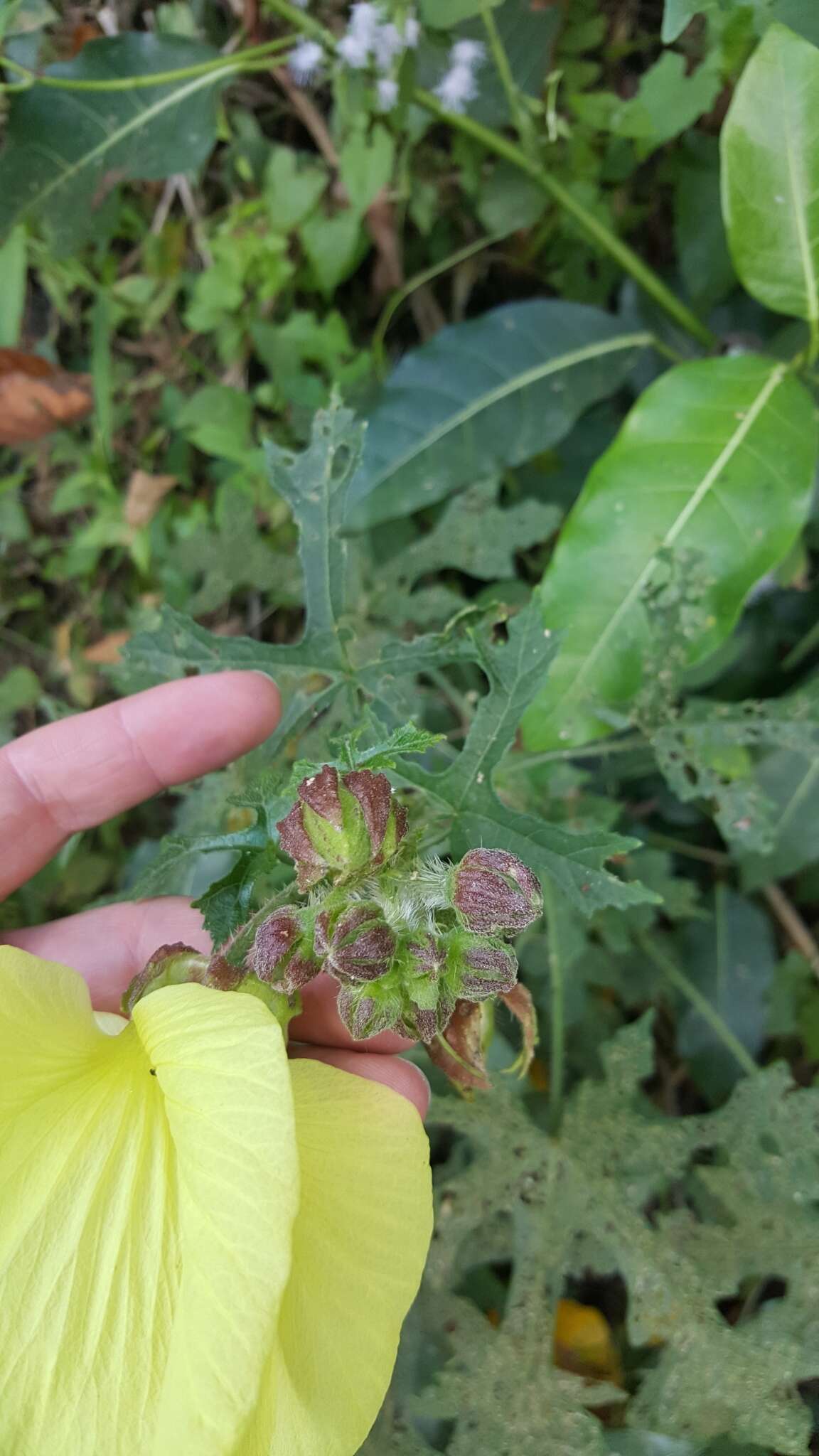 Sivun Hibiscus furcatus Roxb. kuva