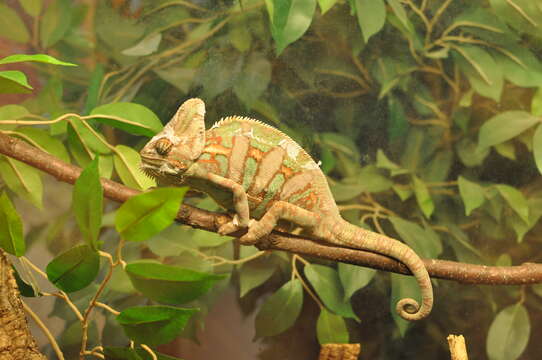 Image of Cone-head Chameleon