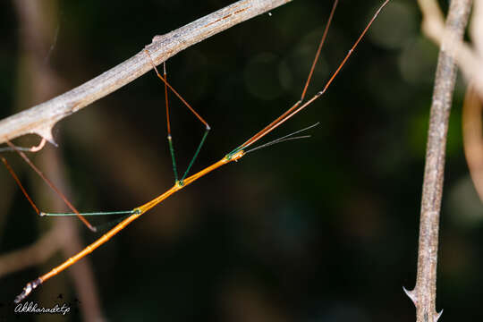 صورة Baculomia siamensis (Brunner von Wattenwyl 1907)