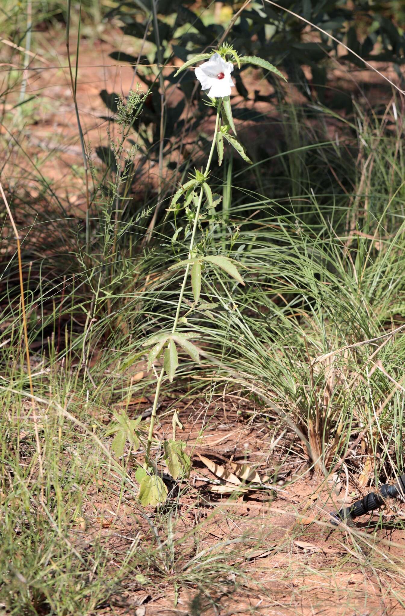 Image of Hibiscus meraukensis Hochr.