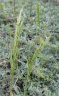 Image of Arizona brome