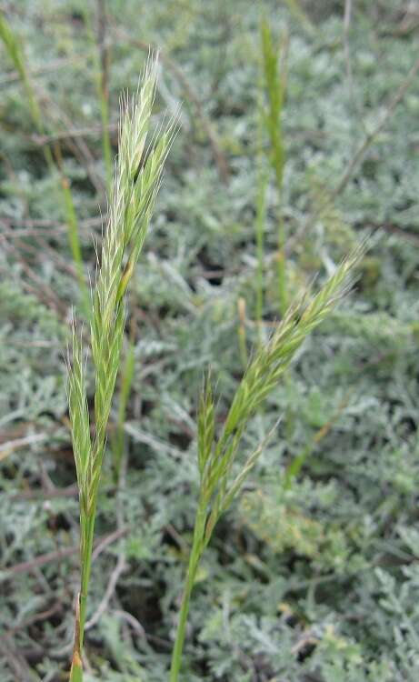 Image of Arizona brome