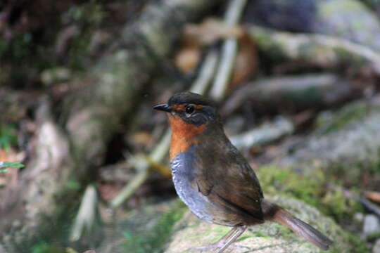 Imagem de Scelorchilus rubecula (Kittlitz 1830)