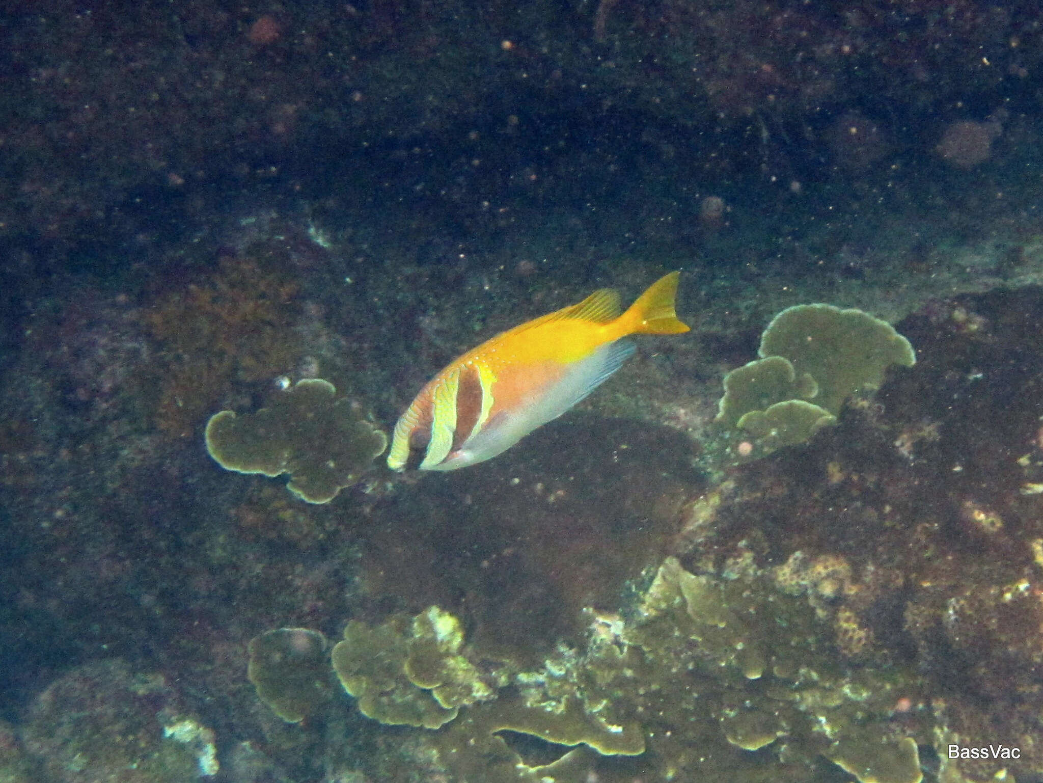 Image of Barhead spinefoot