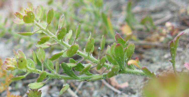 Plancia ëd Lepidium oblongum Small