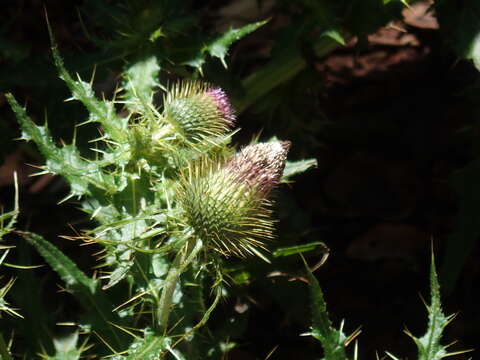 Image of Cirsium ferum