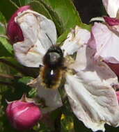 Image of Bombus monticola Smith 1849