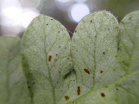 Goniopteris radicans (Poir.) Farw. resmi