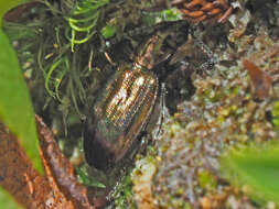 Bembidion (Princidium) punctulatum Drapiez 1820的圖片